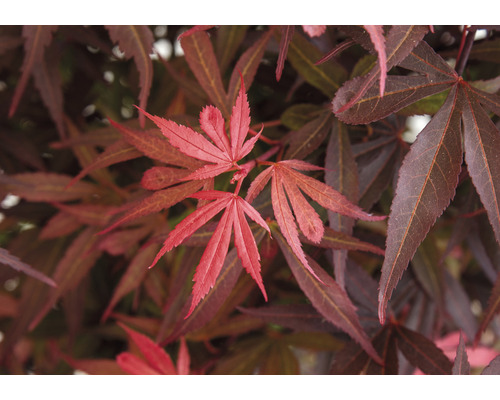 Nahaufnahme von Ahornlaub