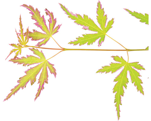 Zweig mit Ahornblättern