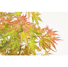 Zwerg-Fächerahorn rosa orange grün Acer palmatum 'Wilson's Pink Dwarf' H 50-60 cm Co 3 L