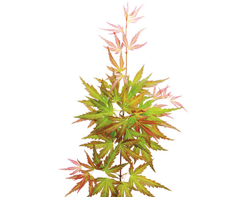 Japanischer Ahorn mit mehrfarbigen Blättern