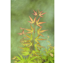 Zwerg-Fächerahorn rosa orange grün Acer palmatum 'Wilson's Pink Dwarf' H 50-60 cm Co 3 L