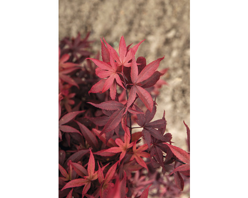 Roter Fächerahorn mit filigranen Blättern