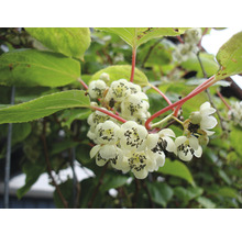 Nahaufnahme von Kiwipflanze mit Blüte