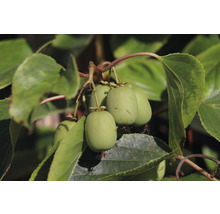 Mini-Kiwi-Früchte auf der Pflanze