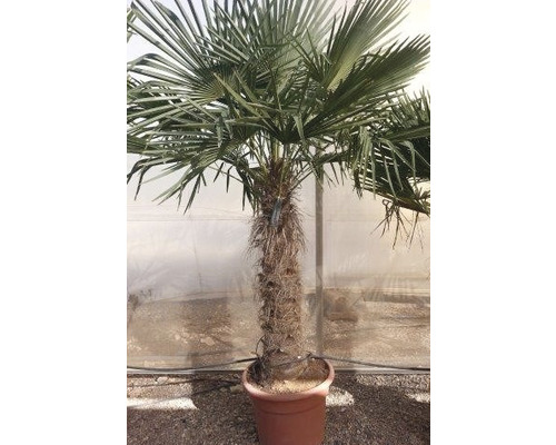 Chinesische Hanfpalme in einem Topf