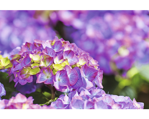 Nahaufnahme einer lila Hortensienblüte