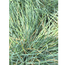 Nahaufnahme von Blauschwingelgras
