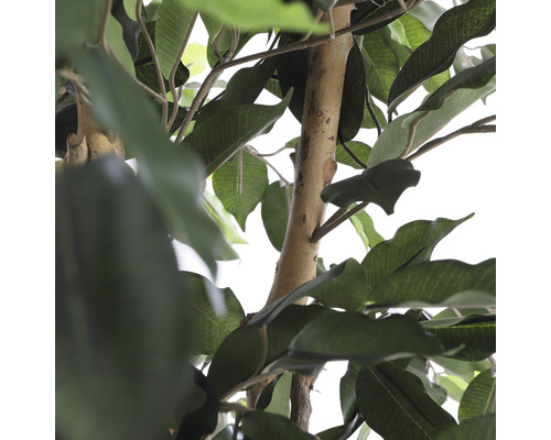 Nahaufnahme eines künstlichen Ficus Baums mit Blättern und Stamm.