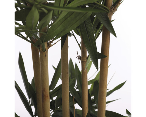 Kunstpflanze 135 cm | Bambus H 75 grün Ø AT HORNBACH
