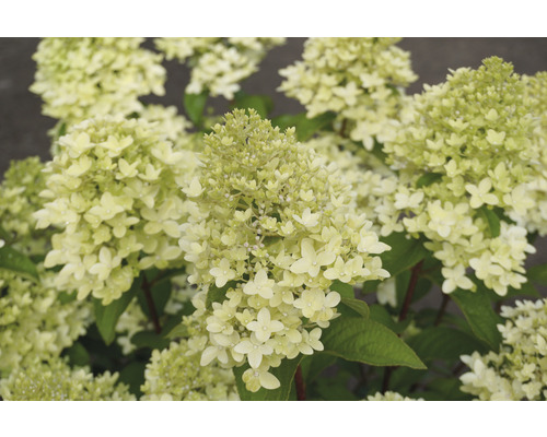 Nahaufnahme einer Rispenhortensie mit Blütenständen