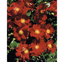 Blühende rote Rose mit grünen Blättern