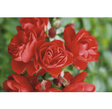 Nahaufnahme von roten Rosenblüten