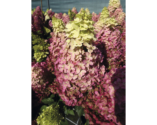 Rispenhortensienblütenstand im Detail