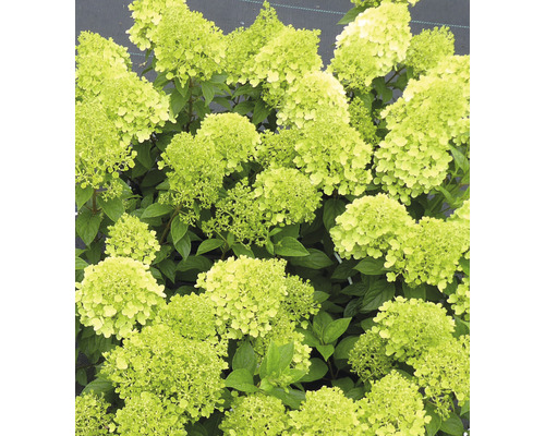 Rispenhortensie 'Panatella' Hydrangea paniculata 'Panatella' H 40-60 cm Co 5 L Rispenhortensie mit hellen Blüten