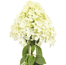Rispenhortensie mit Blüten und Blättern