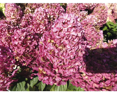 Nahaufnahme von rosafarbenen Hortensienblüten.