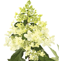 Rispenhortensie 'Pandria' Hydrangea paniculata 'Pandria' H 40-60 cm Co 5 L