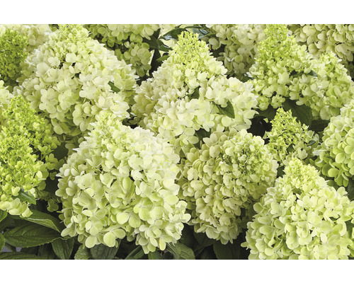 Rispenhortensie 'Panorama' Hydrangea paniculata 'Panorama' H 40-60 cm Co 5 L