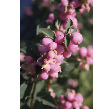 Nahaufnahme eines Zweigs der Schneebeere mit rosa Beeren
