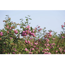 Schneebeerenstrauch mit rosa Beeren und grünen Blättern