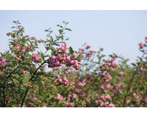 Schneebeerenstrauch mit rosa Beeren und grünen Blättern