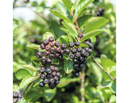 Aronia Pflanze mit schwarzen Beeren und grünen Blättern.
