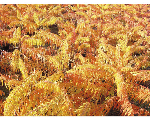 Feld mit Essigbäumen im Herbst