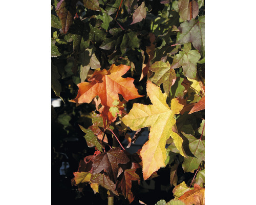 Nahaufnahme eines Amberbaums mit Herbstlaub