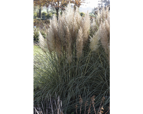 Pampasgras im Garten