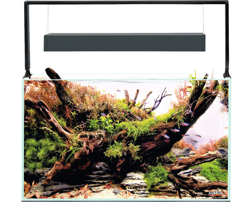 Aquarium mit Pflanzen, Wurzeln, Fischen und Aquarienleuchte