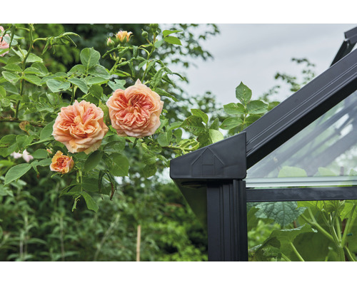 Gewächshaus mit Rosenpflanze im Garten