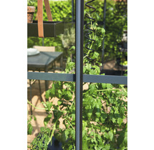 Gewächshaus JULIANA Compact 6,6 m² 10 mm Stegdoppelplatten 224 x 296 cm anthrazit-thumb-5 Gewächshaus JULIANA Compact 6,6 m² 10 mm Stegdoppelplatten 224 x 296 cm anthrazit-thumb-5