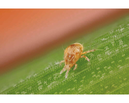 Spinnmilbe auf einem Blatt