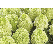 Nahaufnahme von Limelight Hortensienblüten