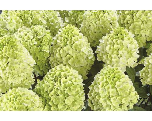 Nahaufnahme von Limelight Hortensienblüten