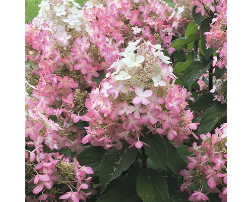 Rispenhortensie mit rosa und weißen Blüten