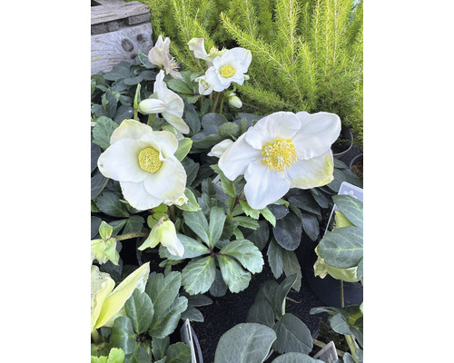 Nahaufnahme von weißen Christrosenblüten mit gelben Staubgefäßen