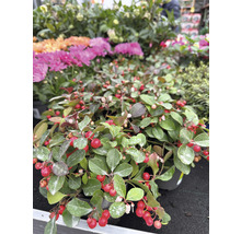 Topf mit Kriechmyrte mit grünen Blättern und roten Beeren
