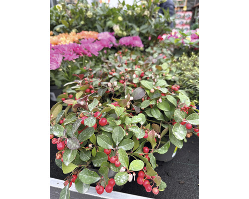 Topf mit Kriechmyrte mit grünen Blättern und roten Beeren