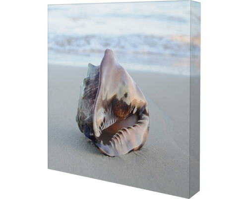 Leinwandbild einer Muschel am Strand