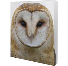 Nahaufnahme eines Schleiereulenkopfes