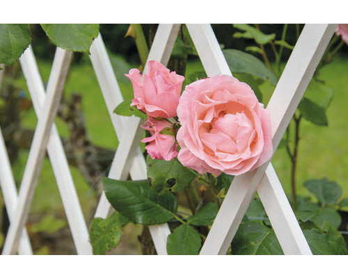 Rose mit Rankhilfe im Garten
