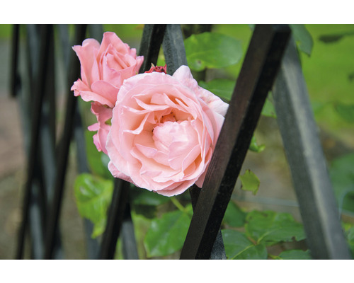 Nahaufnahme von Rosen vor einem Rankgitter