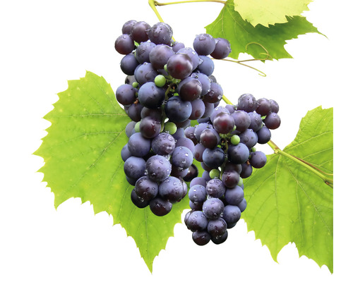 Bio Tafeltraube kernarm FloraSelf Bio Vitis vinifera 'Venus' H 60-100 cm Co 3 L Zwei Büschel blaue Trauben mit Blättern