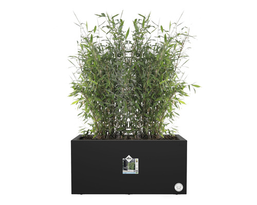 Bambus in einem schwarzen Pflanzgefäß