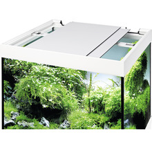Aquarium mit Pflanzen und Abdeckung