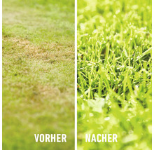 Vorher-Nachher-Vergleich eines Rasens