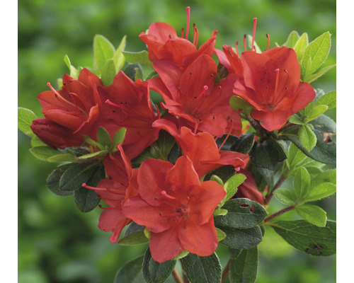 Japanische Azalee FloraSelf Rhododendron obtusum 'Fridoline' H 25-30 cm Co 3 L Azaleenblüten mit Laub