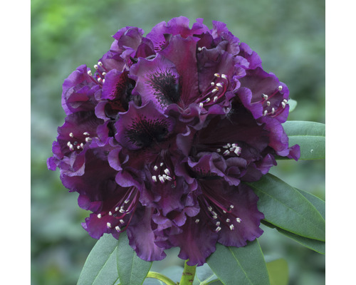 Großblumige Alpenrose FloraSelf Rhododendron Hybride 'Dramatic Dark' H 30-40 cm Co 5 L