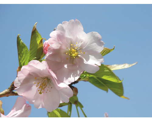 Nahaufnahme von rosa Kirschblüten mit gelben Staubgefäßen vor blauem Himmel